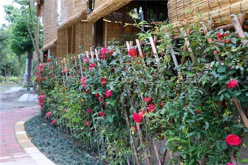 娱乐吃瓜酱花园