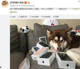 娱乐吃瓜菌小狗视频下载,揭秘小狗视频下载背后的秘密